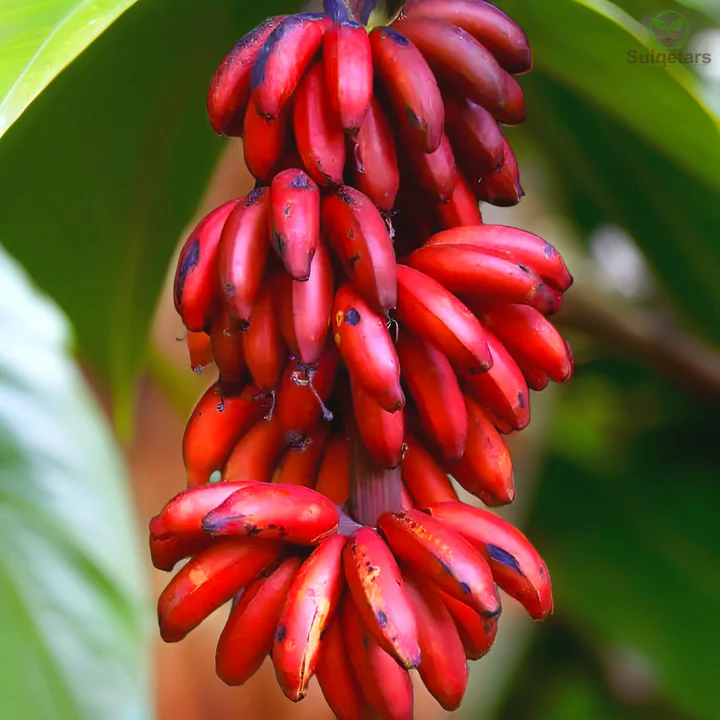 Red Banana