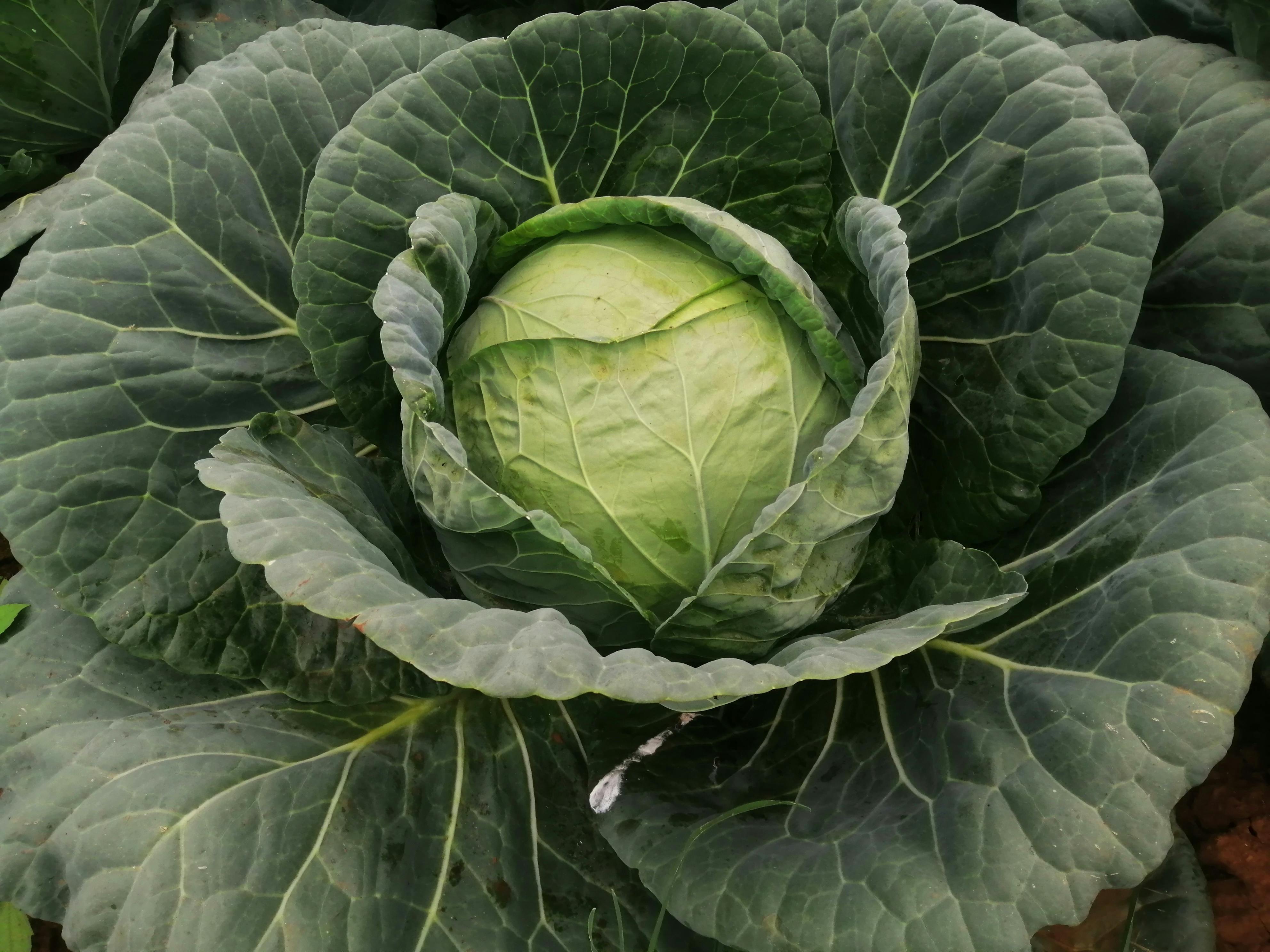 Fresh Green Cabbage