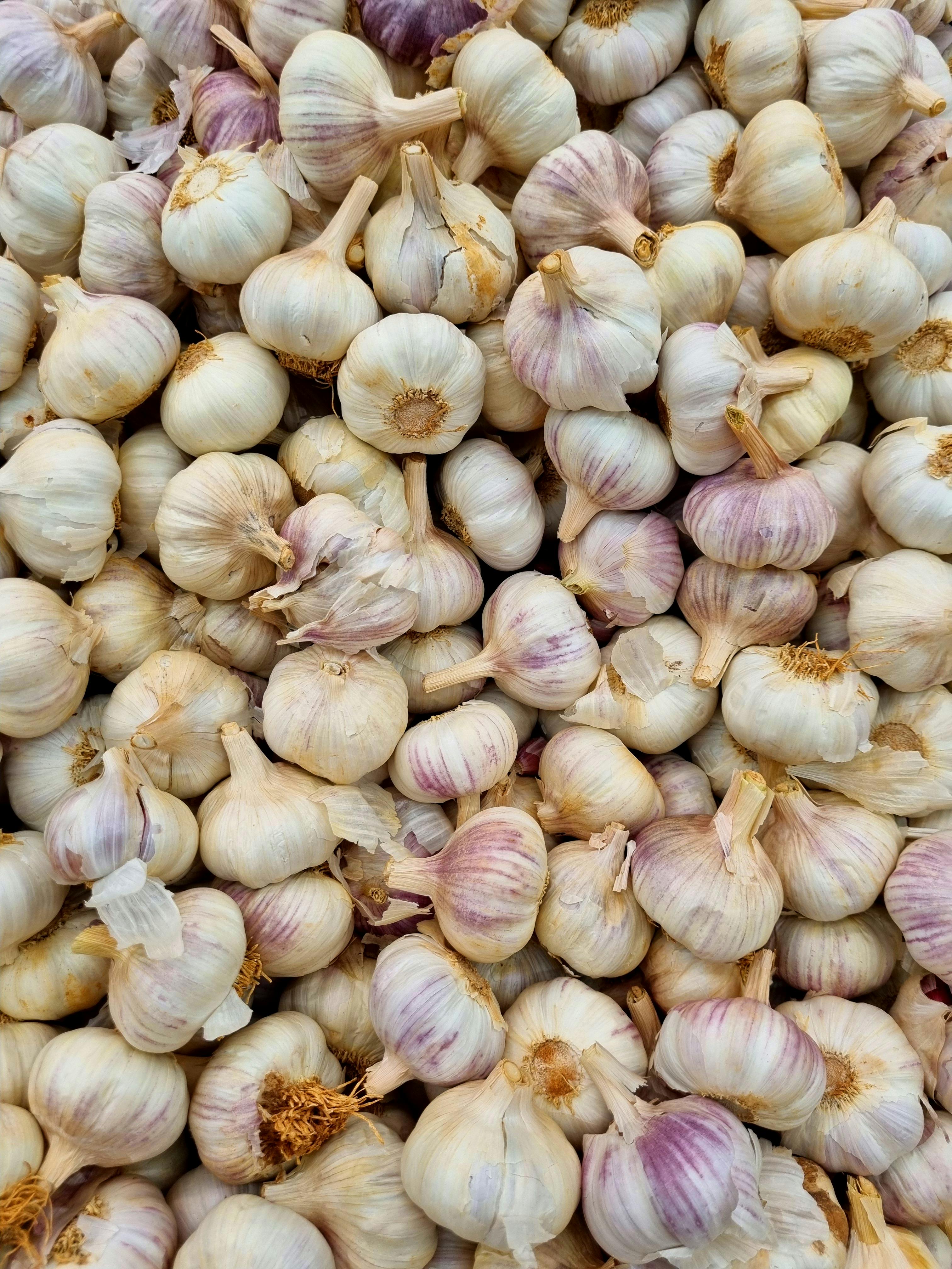Garlic