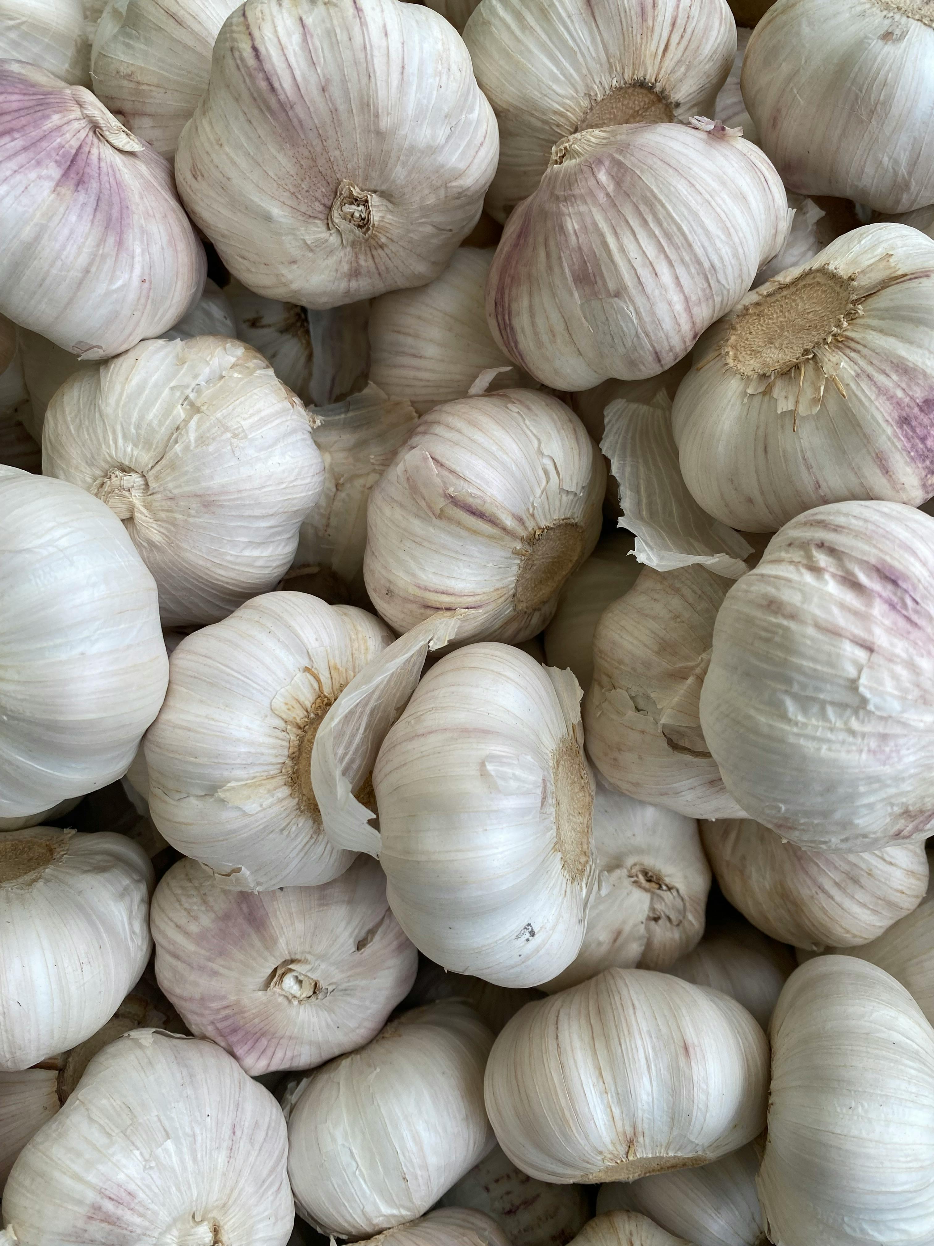 Garlic