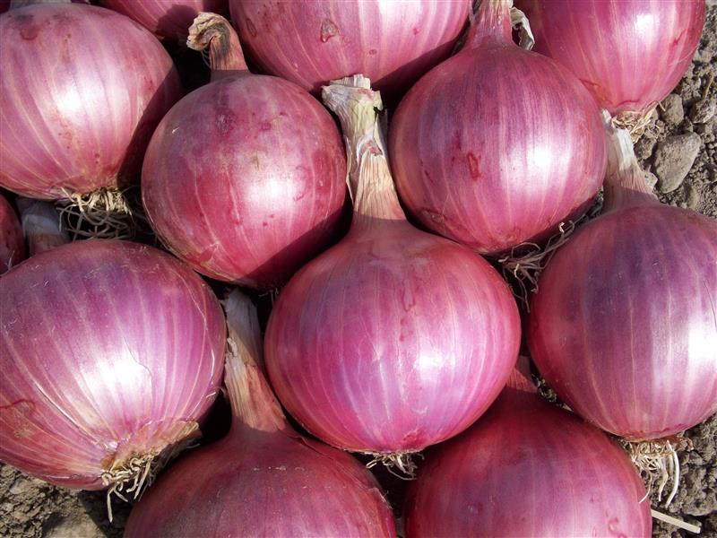Premium Onion